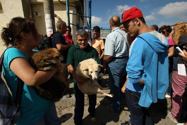 Δηλώστε συμμετοχή στο ταξίδι για την προστασία των αδέσποτων της Ρουμανίας!